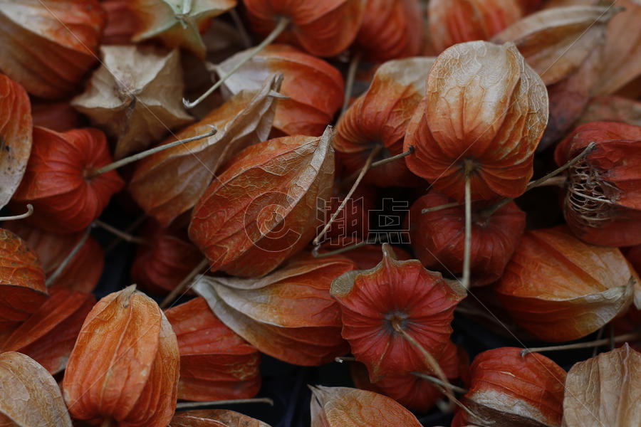 红菇茑图片素材免费下载