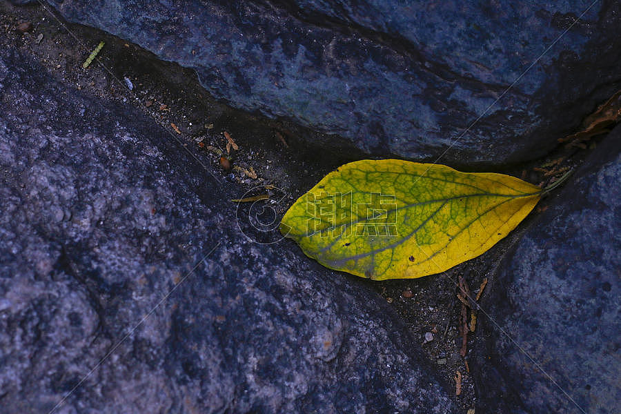 岩石上秋叶图片素材免费下载