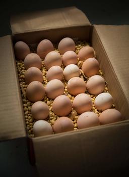 鸡蛋笨鸡蛋乡下特产笨鸡蛋土鸡蛋受精蛋母鸡蛋图片素材免费下载