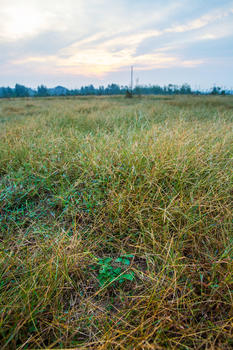 野生丹参长在荒草里自然农法种植图片素材免费下载
