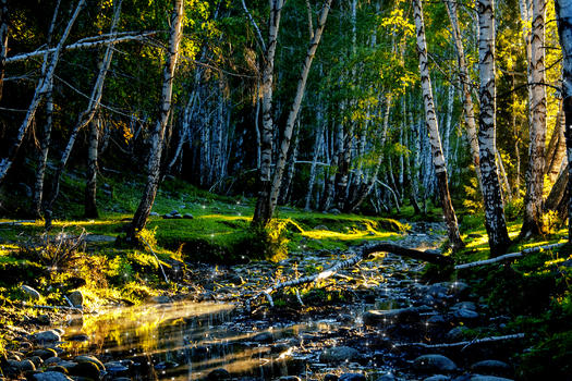深林景色图片素材免费下载