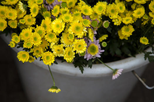 黄色的小菊花图片素材免费下载