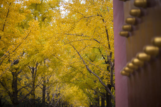宫门里的秋叶图片素材免费下载