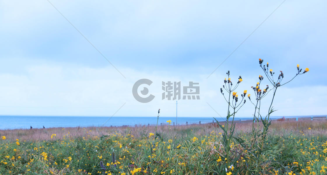 美丽的青海湖黄色小花图片素材免费下载