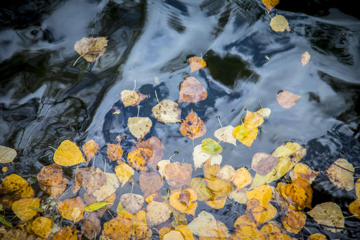 水上秋叶图片素材免费下载