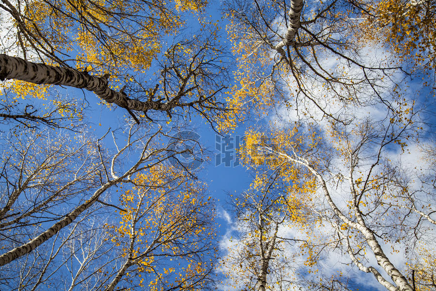秋树图片素材免费下载