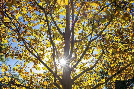 秋色的树图片素材免费下载