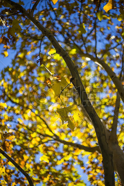 秋色的树图片素材免费下载