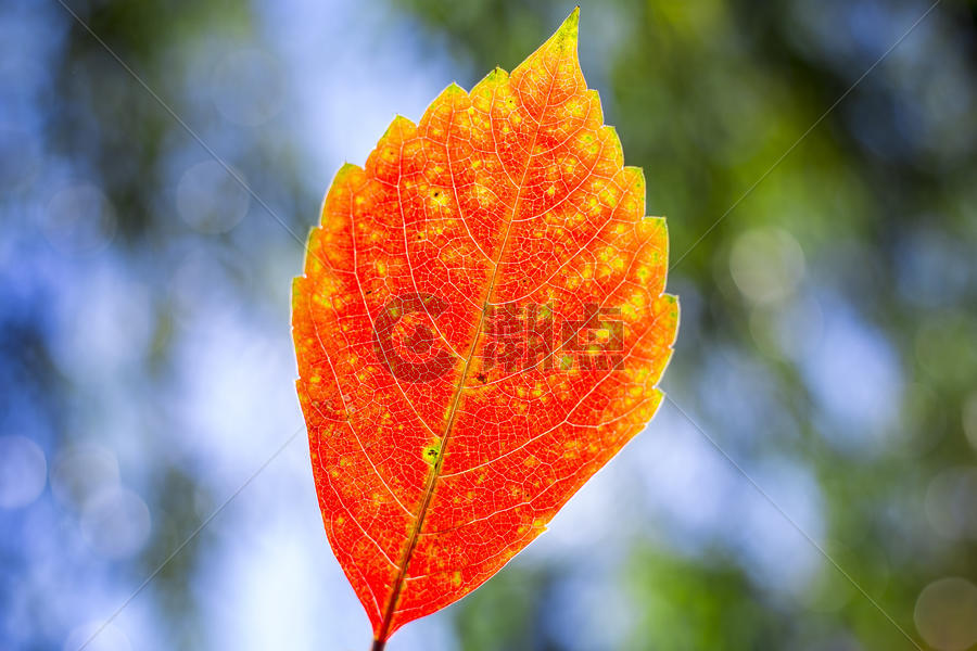 红火的秋叶图片素材免费下载