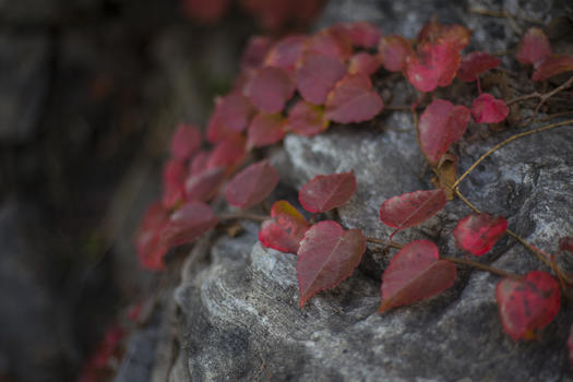 红火的秋叶图片素材免费下载