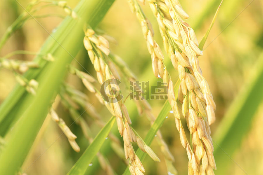 高山水稻图片素材免费下载