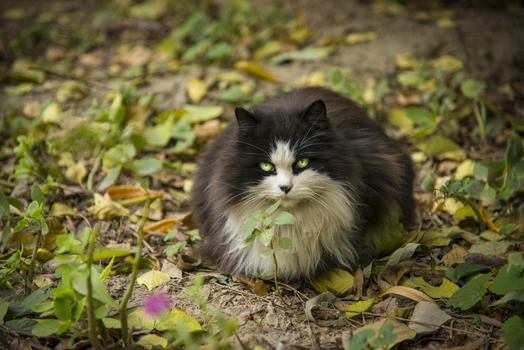 猫与秋天图片素材免费下载