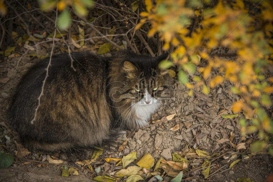 猫与秋天图片素材免费下载