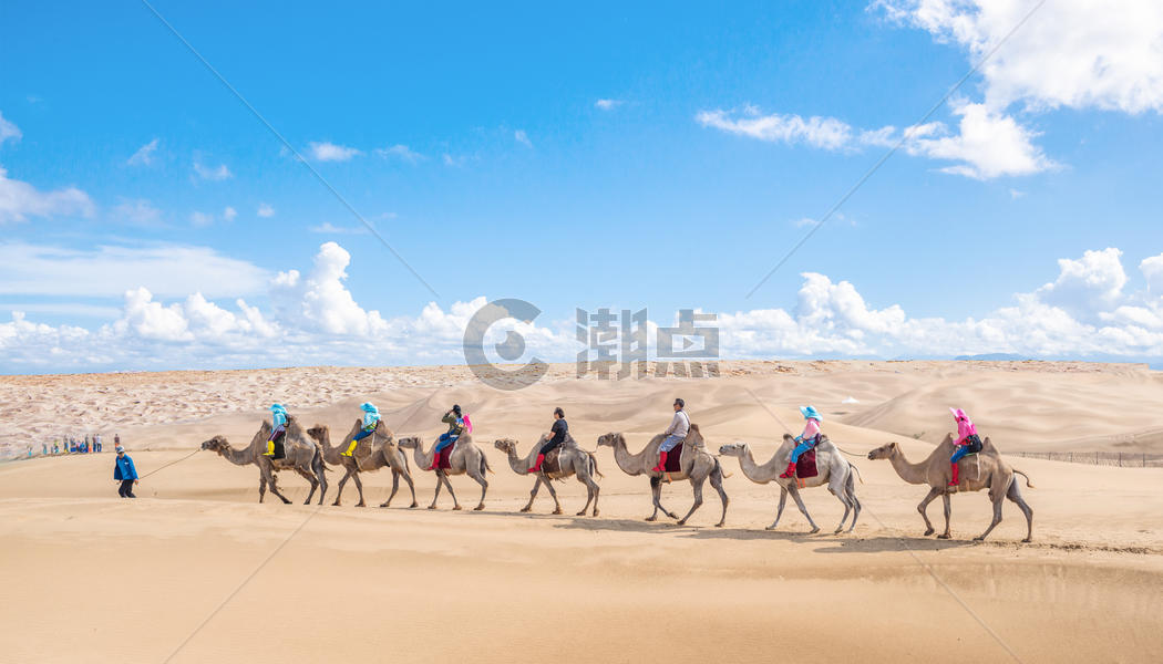 海边的骆驼图片素材免费下载