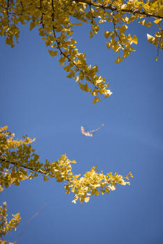 秋树图片素材免费下载