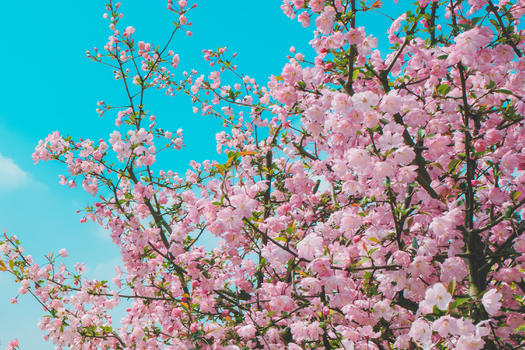 春天里的花朵春意浓浓图片素材免费下载