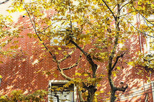 秋天满树的叶子黄了图片素材免费下载