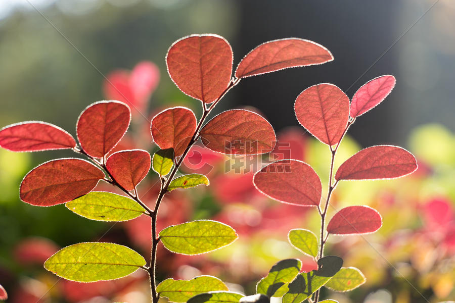 秋天里的植物图片素材免费下载
