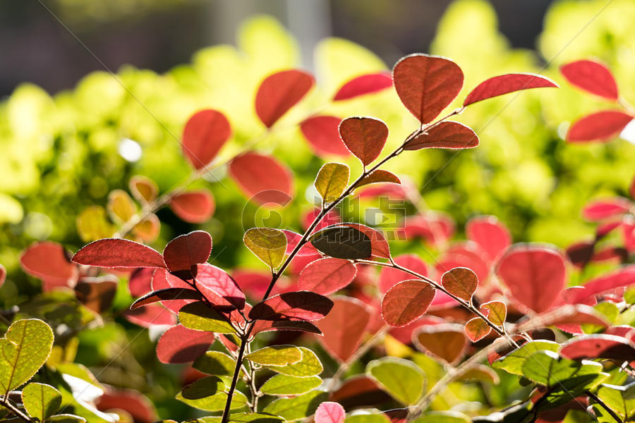 秋天里的植物图片素材免费下载