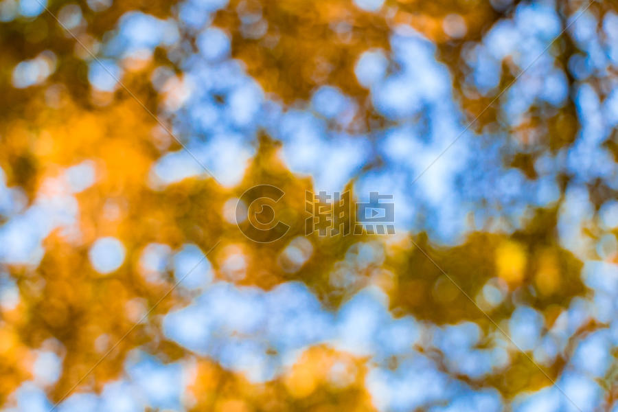 虚化的秋色树木背景图片素材免费下载