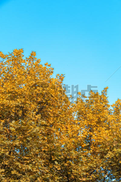 秋天满树的叶子黄了图片素材免费下载