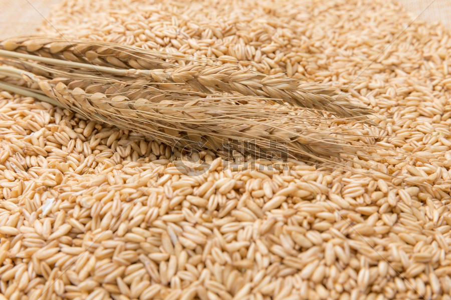 芒种时节麦子成熟图片素材免费下载