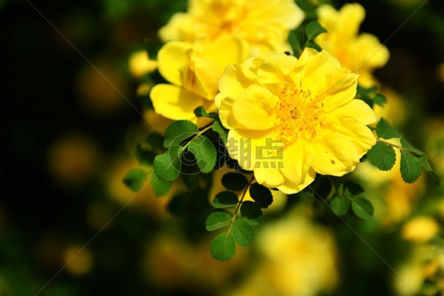 黄色的花朵图片素材免费下载