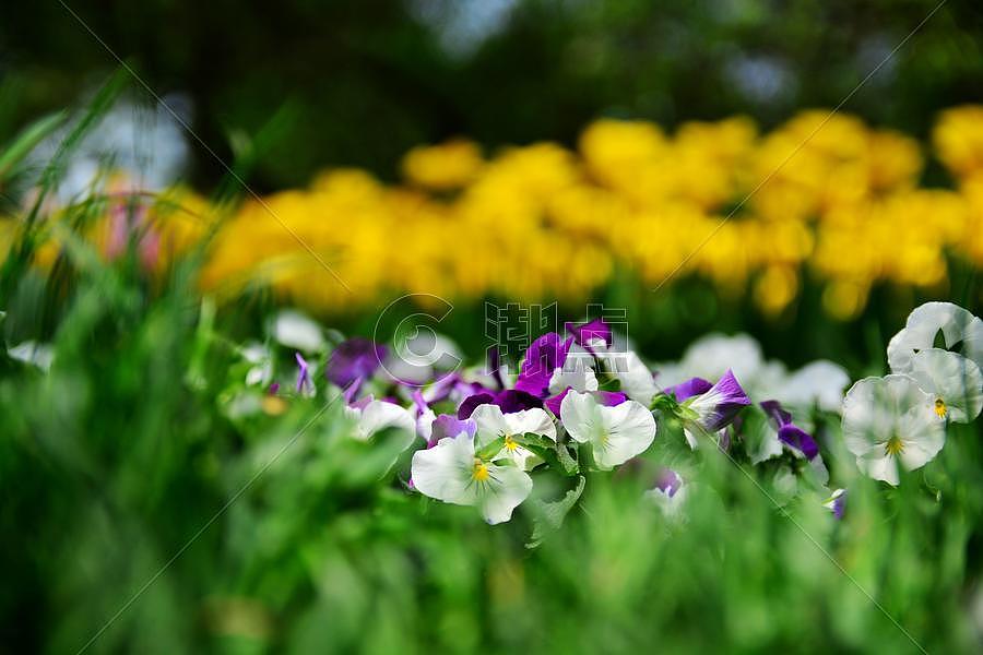 北京植物园草丛中的花朵图片素材免费下载