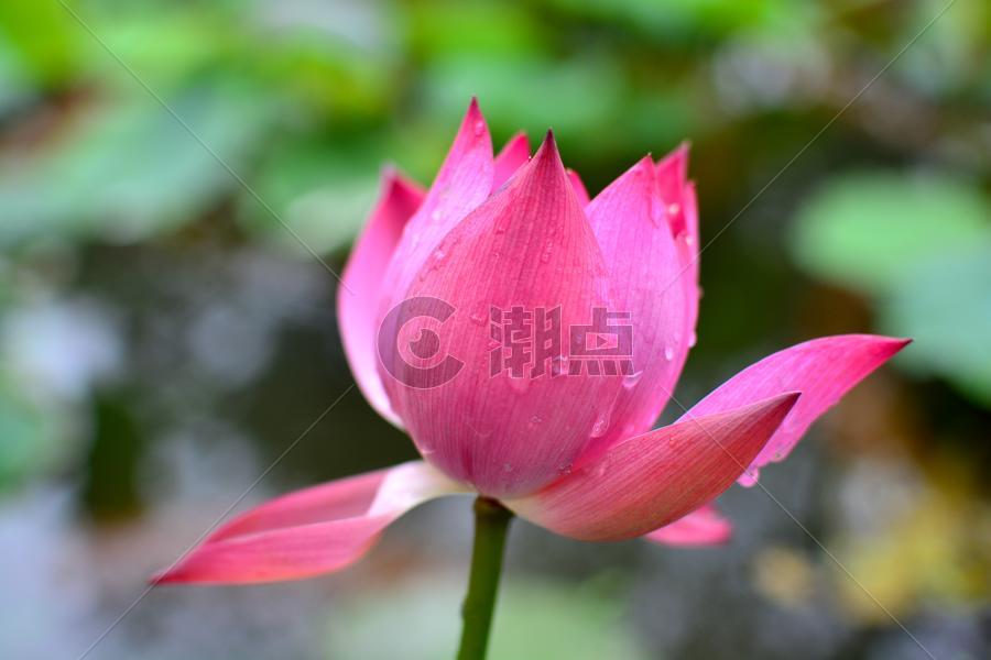 济南大明湖含苞欲放的荷花图片素材免费下载