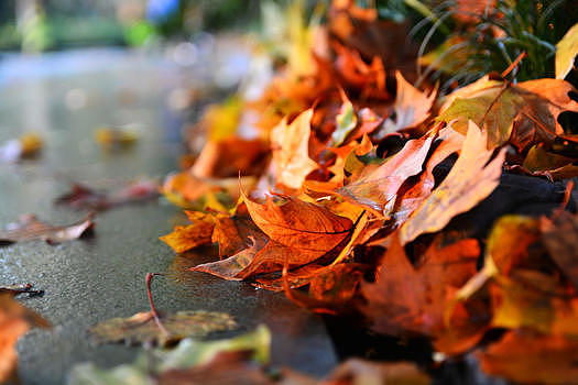秋天雨后飘落的枫叶图片素材免费下载