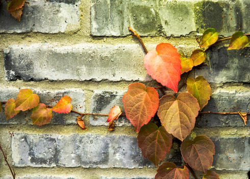 斑驳岁月的墙壁上的叶子图片素材免费下载
