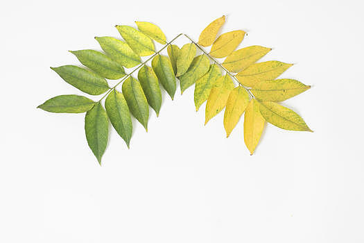 四季变换的树叶图片素材免费下载