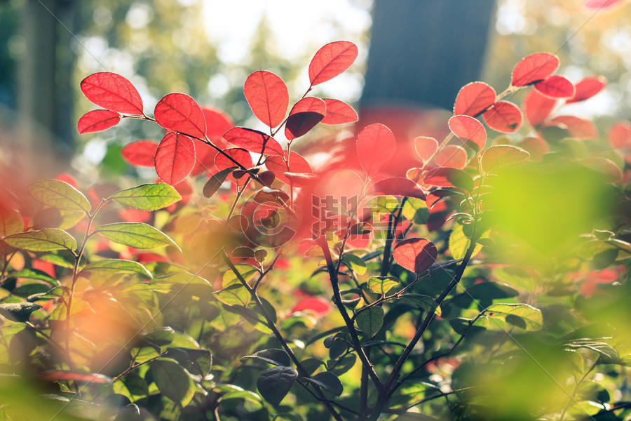 秋天阳光下的花草图片素材免费下载