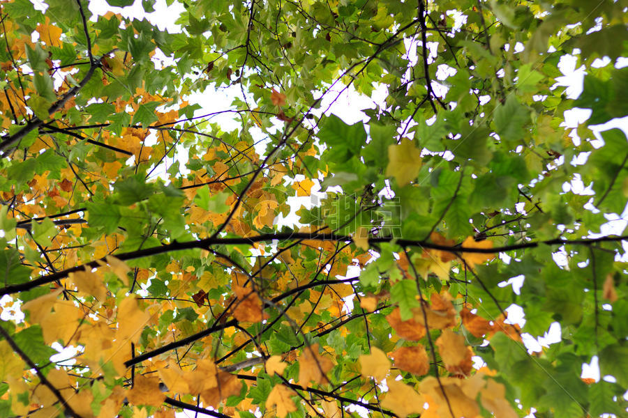 秋天的植物图片素材免费下载