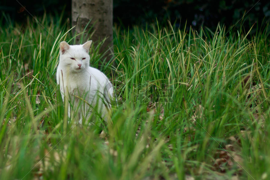 白色的猫咪图片素材免费下载