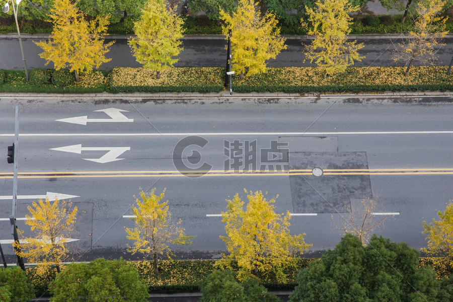 杭州高沙银杏相环道路图片素材免费下载