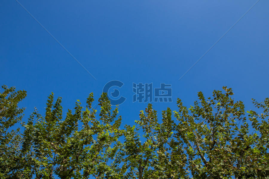 杭州西湖蓝天绿植背景图片素材免费下载