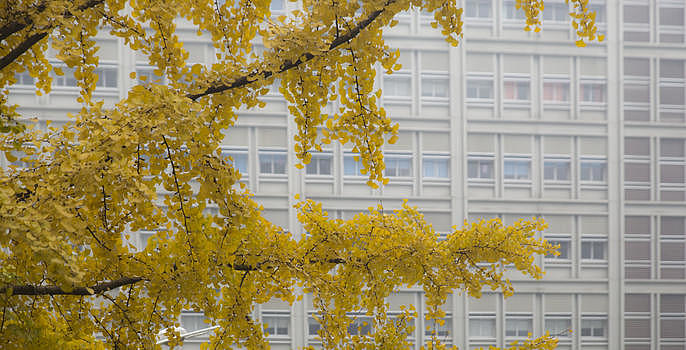 秋天银杏树图片素材免费下载