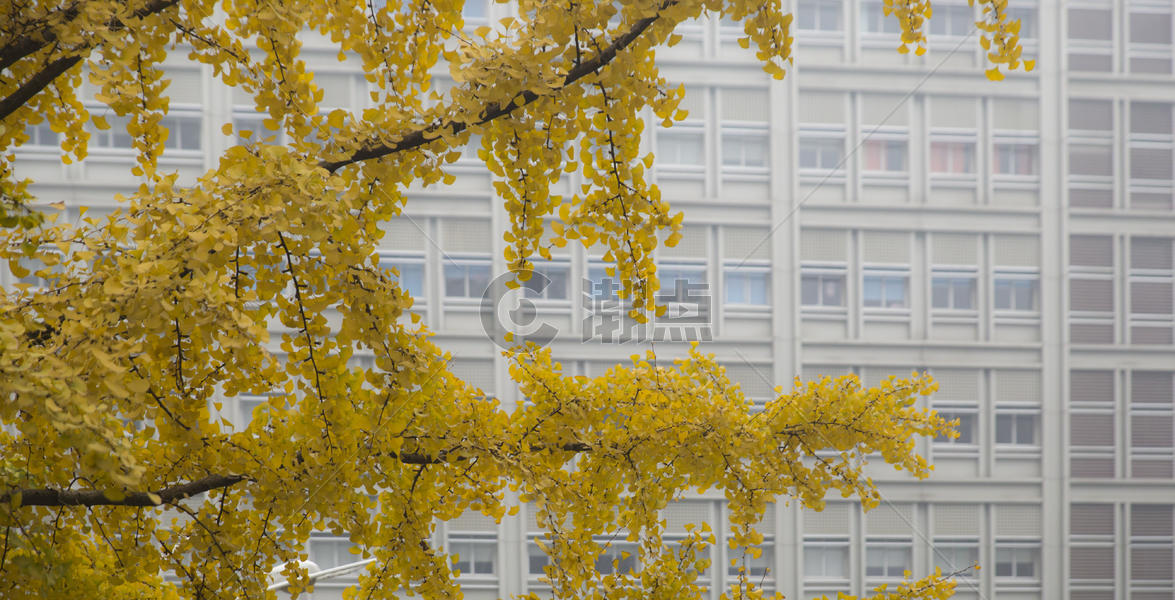 秋天银杏树图片素材免费下载