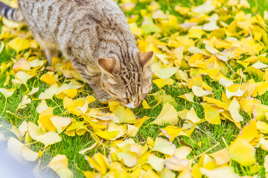 公园内猫在草地银杏探索图片素材免费下载
