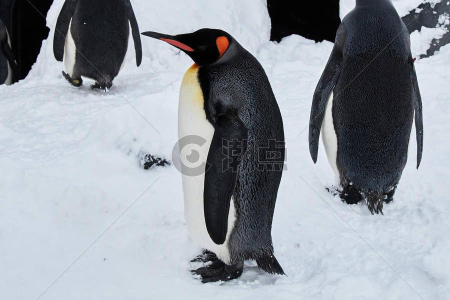 高清南极可爱的企鹅图片素材免费下载