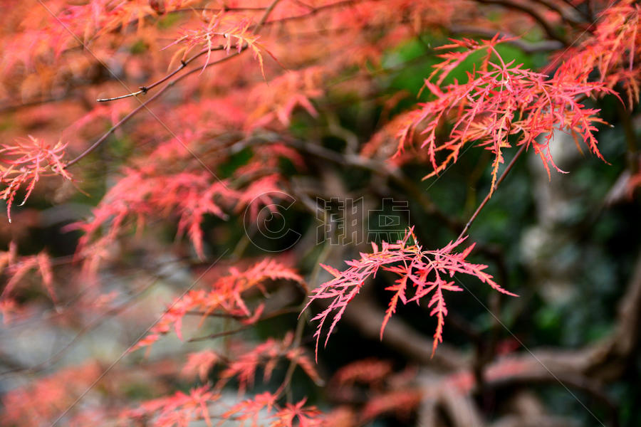 秋天的红枫图片素材免费下载