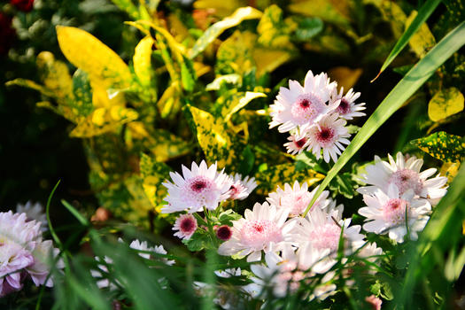 秋天盛开的菊花图片素材免费下载