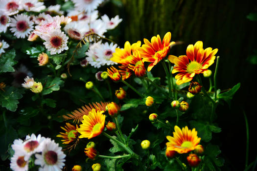 秋天盛开的菊花图片素材免费下载
