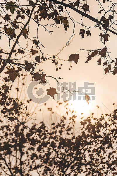 夕阳树木秋冬背景图片素材免费下载