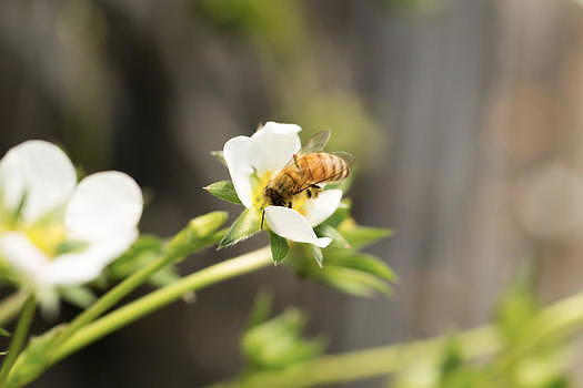 蜜蜂采花图片素材免费下载