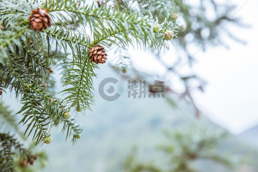 山上自然松树松果背景素材图片素材免费下载