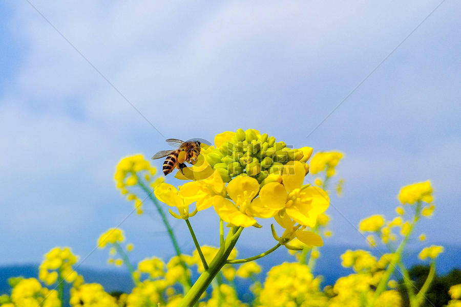 蜜蜂和油菜花图片素材免费下载