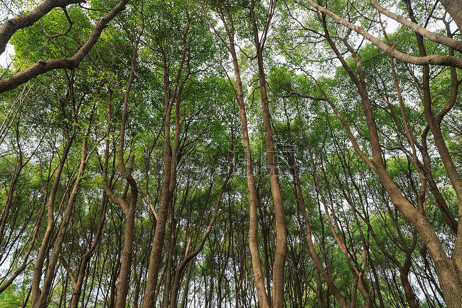 草木绿春天植物花草树木树林阳光摄影图5472*3648图片素材免费下载-编号629411-潮点视频
