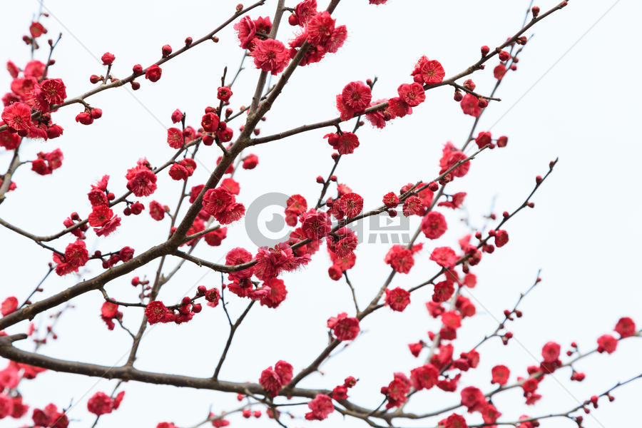 春天花草树木红色梅花在白色背景上图片素材免费下载
